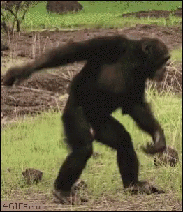 monkey dancing solo