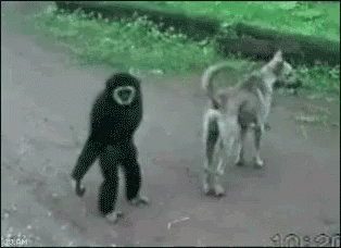 monkey pole dance